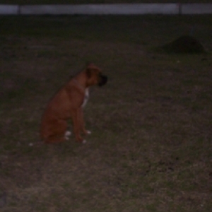 watching the house