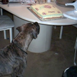 Just one little lick - please mom!