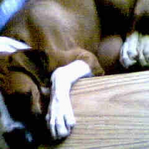 kimber in march