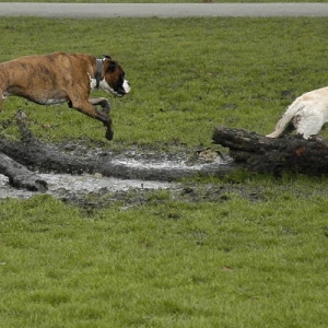 Mud buddies