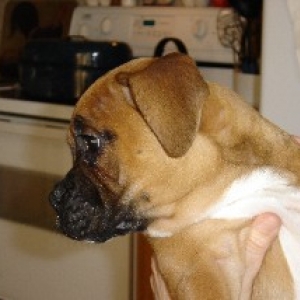 Sadie