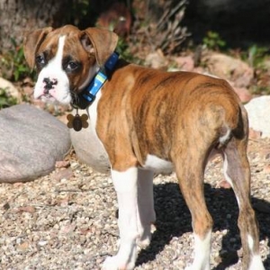 Gunnar @ 12 weeks