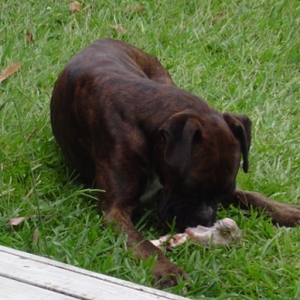 Mmmm bone