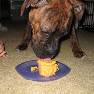Bruno enjoying his b-day treat