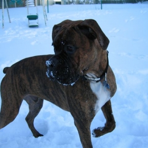 Bruno's 1st Taste of Snow