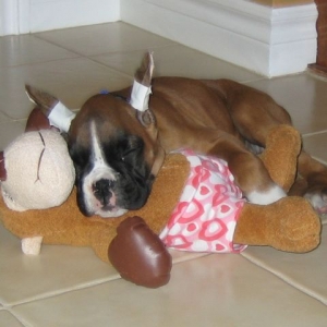 Stella - sleeping