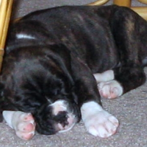Sleepy Kit