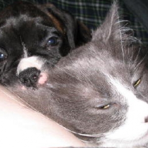 Kit and Flicker (cat)