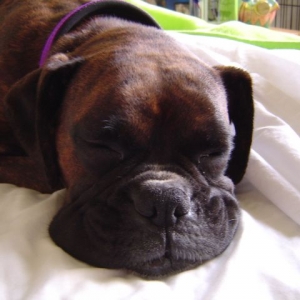 Squishy face