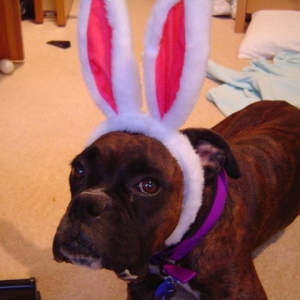 Easter bunny boxer