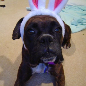 Bunny ears