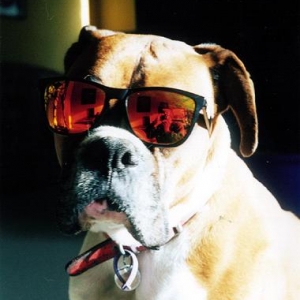 One Cool Dude