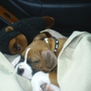 Sleepy Roscoe