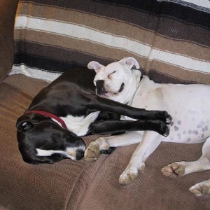 Curled Up Together