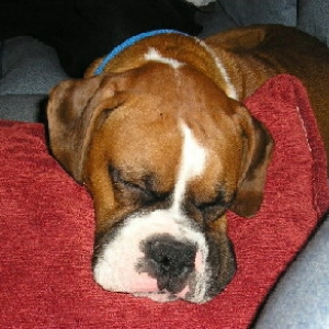 SleepyPooch