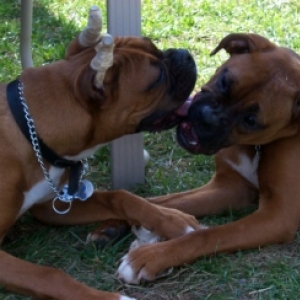 Kisses
