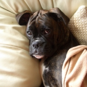 Just been neutered!!!