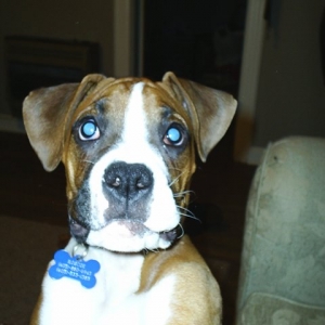 Waiting on a treat
