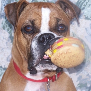 My Hamburger