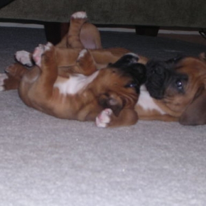 Maverick 2 days after ear clippings
