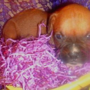 Easter Boxer! Tyson at 4 weeks!