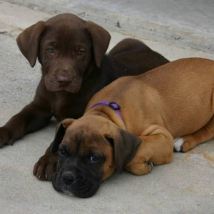 Reggie & Friend