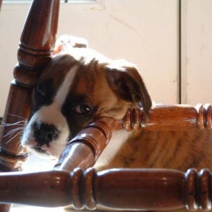 Tiger with his head on the chair