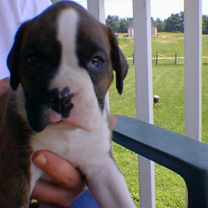otis