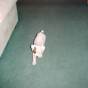 The Brody Man