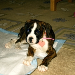 Abby