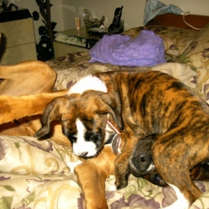 Playtime with new puppy