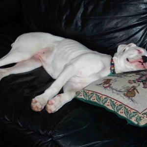 Daisy_sleeping_3