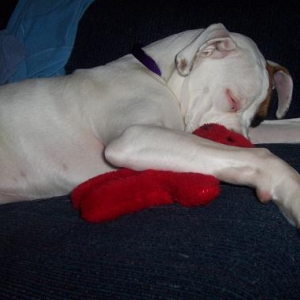 Brandy Napping W/ Rufus