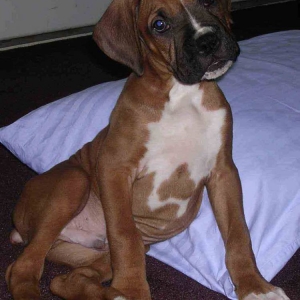 Elvis,  8 weeks
