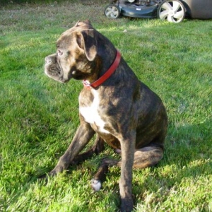 Roxy the Sun Dog