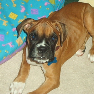 Our baby Dixie
