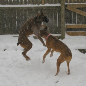 Boxing in the snow