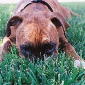 Lawnmower?