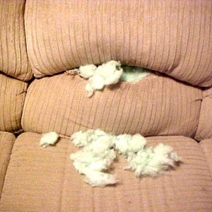 Roxie also ate the couch