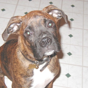 Bruiser before ear crop.