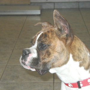 Luna at the vet.  Weight is 45 lbs.