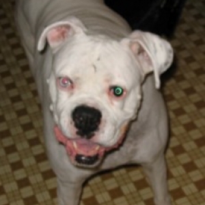 Chico