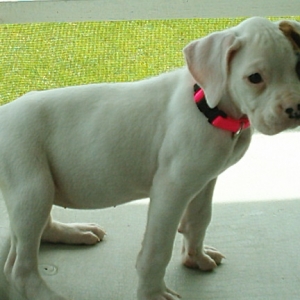 sadie