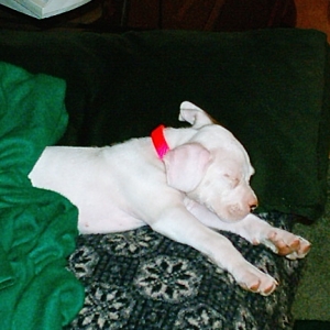 sadie after a long play with the kids