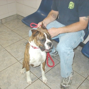 Luna at the vet at 7 months old.
