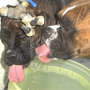 Can't wait for the water bucket to fill up!