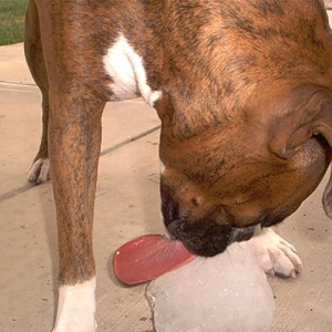 Gene Simmons has nothing on Jake!