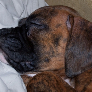 Sleeping cutie face
