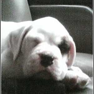 Daisy 7 weeks