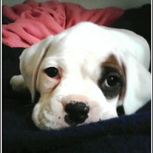 Sweetie Pie Daisy
